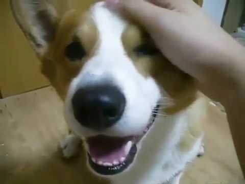 corgi,dog,Goro