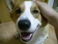 Goro@Welsh corgi pembroke