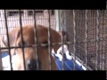 รายการ Pet gang เทป.14 B.3@liketv.co.th - YouTube