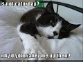 My lolcats
