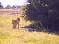 Botswana Wildlife - Lions At Rest - Moremi Game Reserve