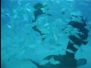 Diver Assulted by Moray and Stingray Diver Assulted by Moray and Stingray