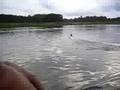 videos de Swamp Buggy hits camera man in water