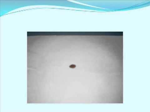 Testimoni Batu Karang Keluar Dengan Magnetic Aura