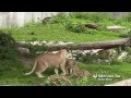 Lion cubs playing with older sister at Saint Louis Zoo