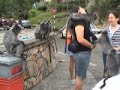 Silver Leaf Monkeys