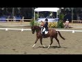 Farinelli and Jennifer Hoffmann scored 71.40 and took 4th place in the Intermediaire Freestyle at the 2008 Collecting Gaits Farm/USEF Dressage Festival of Champions held at the Oaks Blenheim in San Juan Capistrano, California on Sunday June 29th, 2008.  Jennifer HoffmanHometown: Carlsbad, CAHorse: Farinelli (9-year-old Westfalen gelding; Owned by Susan Walker)USDF Bronze, Silver and Gold medalist Jennifer Hoffmann, a 33 year old resident of Carlsbad, CA, manages a very successful full-time dressage breeding, training and sales barn, German Dressage, Inc, with her husband, Jürgen Hoffmann.  She gained both experience and knowledge living and working in Germany from 1990 -- 2001, and had the opportunity to work several horses to FEI and Grand Prix level with not only her husband but also with Mr. Jean Bemelanns and Mr. Klaus Balkenhol, while acquiring her German Riding License Class 2.  Because of this achievement, Jennifer was often invited to the DOKR (German Olympic Riding Center) to train with incoming clinicians.  In 1996, Jennifer successfully received the title of Bereiter (FN) from the German National Federation, and in 1999, another memorable achievement was receiving the Most Successful Rider Award at the prestigious Luxemborg Dressage Show.  Since returning to the United States in 2001, Jennifer has earned USDF Horse of the year Awards on multiple horses and qualified for the 2004 USET Olympic Festival of Champions.  Jennifer was named to the USET Long List with 