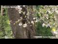 WINBIRD NEWS・01／飯山市 北竜湖の風景／20090424UP