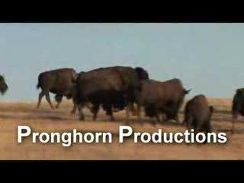 V00034_Bison Male Adult Mating ...