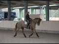 Dressage: On the way to Grand Prix Piaffe/Passage Part I