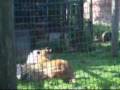 videos de Lioness Nahla playing, Isle of Wight Zoo
