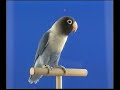 Naturaves - Agapornis 4.avi