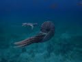 Sea Monsters: A Prehistoric Adventure