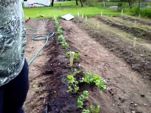 how to replant the root end of celery