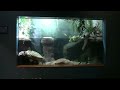 Philadelphia Zoo Alligator Snapping Turtle View of Exhibit Philadelphia Zoo Alligator Snapping Turtle View of Exhibit