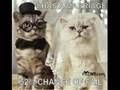 more pics of funny cats