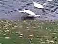 GANS of ZWAAN