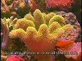 Reef Aquarium Advice (Corals)