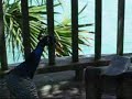 PEACOCK! on the loose!!