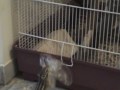Semola e la busta