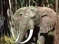 Jungle Cruise - Adventureland - Disneyland Jungle Cruise - Adventureland - Disneyland