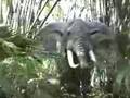 Jungle Cruise - Adventureland - Disneyland