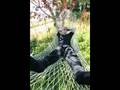 clip video Ulf Lundell Dagen