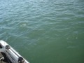 Detroit River Musky