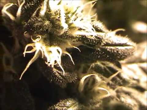 how to harvest male cannabis plants