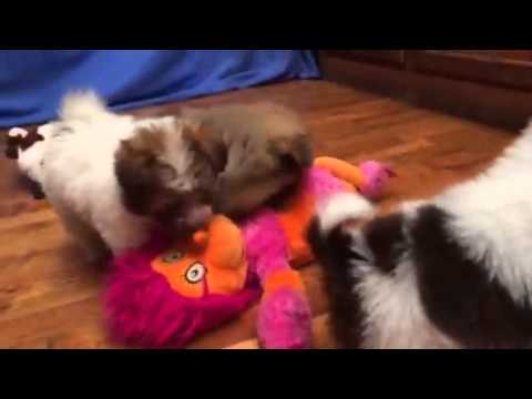 Houdini-chocolate pomapoo