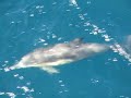 emj freedom dolphins 01