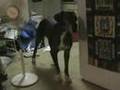 Great-Dane-WTF-WAS-T