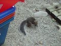 Spinning Squirrel