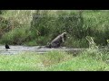 CROCODILE AND CHITA DEADLY BATTLE!!!