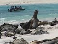 Galapagos Islands travel: Sea lions 