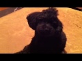 しゃべる犬