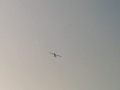 Piper PA18 Notlandung