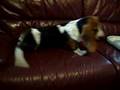 Basset Hound vs Cat , BLAIR vs Kiiro
