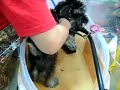 幫狗狗擠肛門線