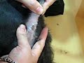 幫狗狗擠肛門線