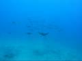 27 Eagle Rays at Oahu (Mahi Wreck