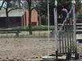 Mare For sale Altiva 6 years old jumper