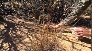 spinifex hopping mice