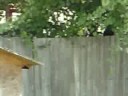 Webisode number A