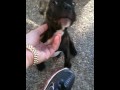 Gerber the french bulldog