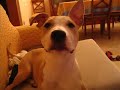 american staffordshire