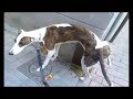 Perro Flaco