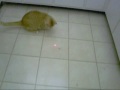 2 cat laser chase 2 cat laser chase