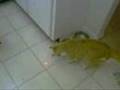 2 cat laser chase