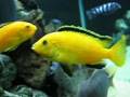 African Cichlids Lake Malawi MBUNA December 2008